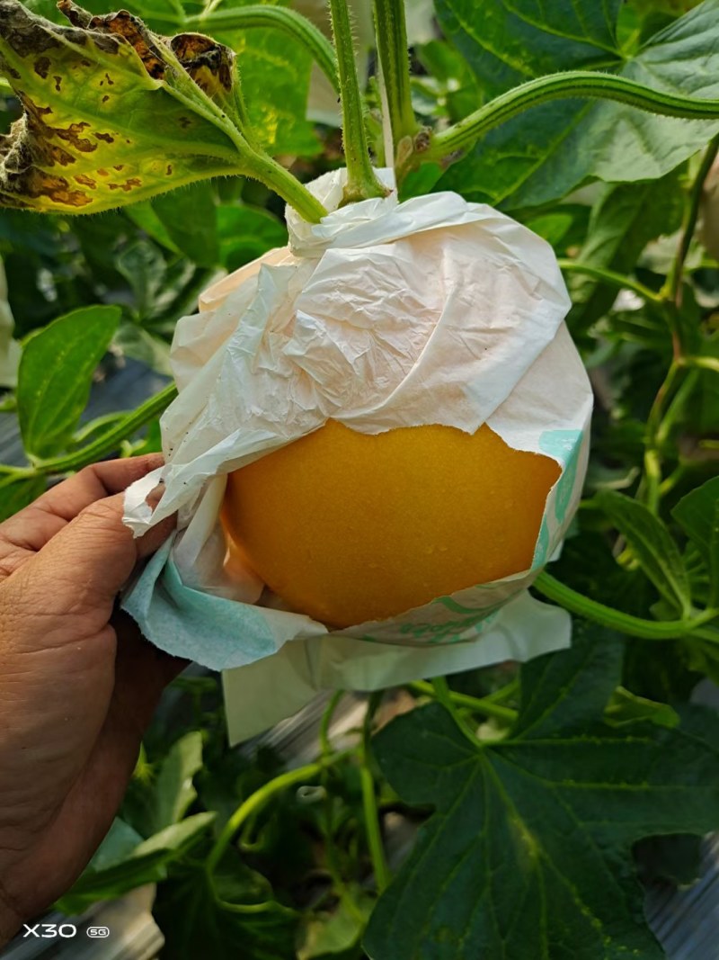 九红瑞，产地直销自己家的好说话，冷棚甜瓜，欢迎大家光临！