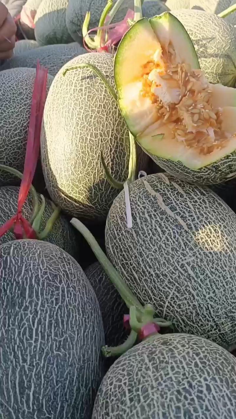 精品晓蜜25哈密瓜，产地直供，大量上市，专业代办，