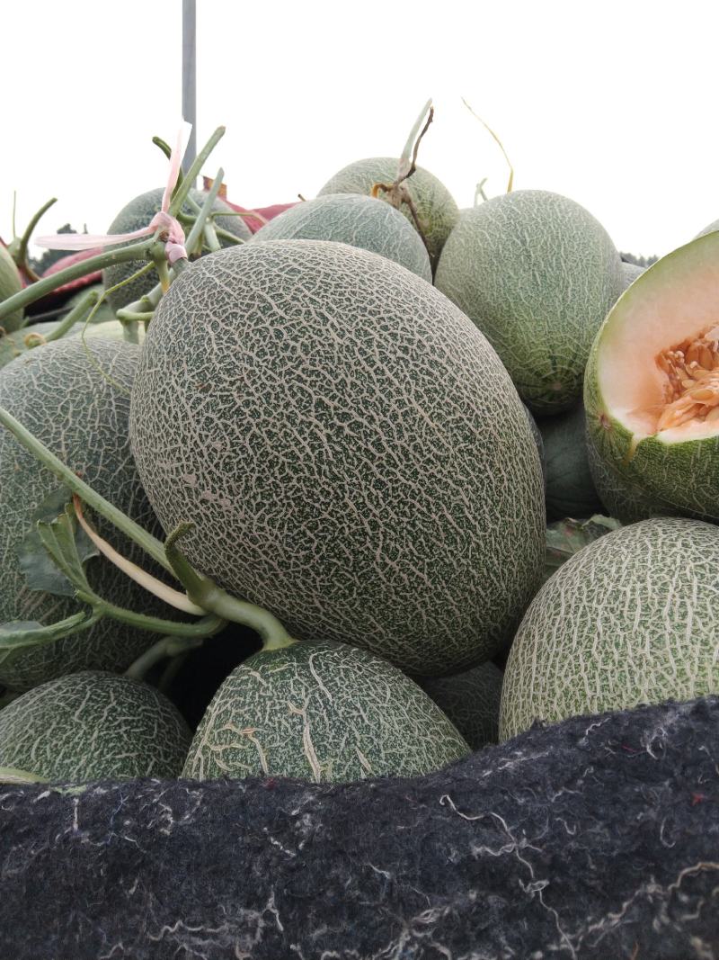 精品晓蜜25哈密瓜，产地直供，大量上市，专业代办，