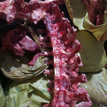 内蒙古锡林郭勒草地牛龙骨，肉大新鲜。可切段骨头。