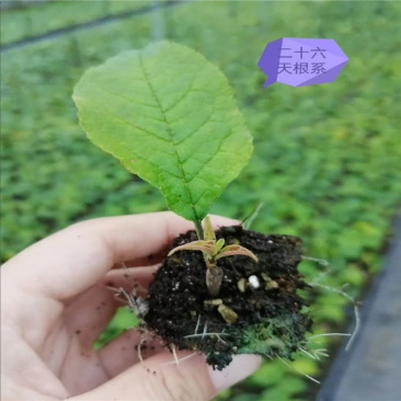 北美冬青，北美冬青小牙苗，两年北美冬青小苗成活率高
