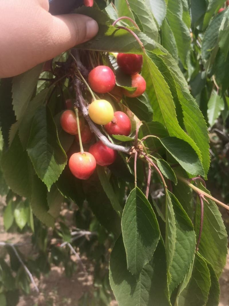 现在正是吃樱桃的好时节，樱桃外表色泽鲜内