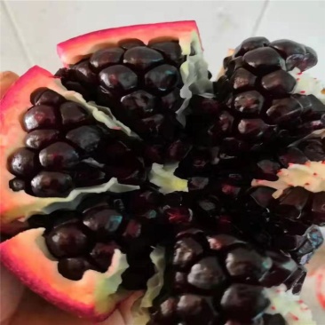 石榴苗，突尼斯软籽石榴苗价格，畅销品种软籽石榴树苗