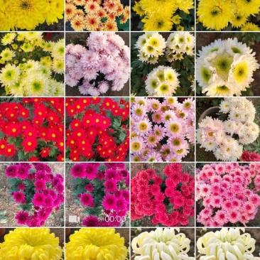 观赏菊苗茶菊苗乒乓球菊苗