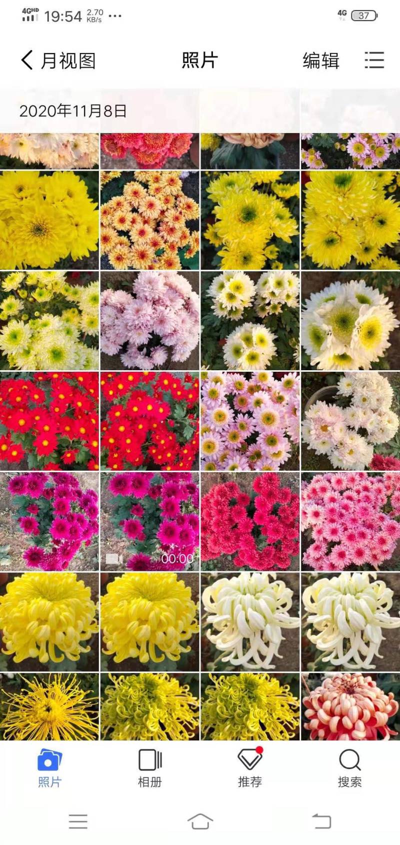 观赏菊苗茶菊苗乒乓球菊苗