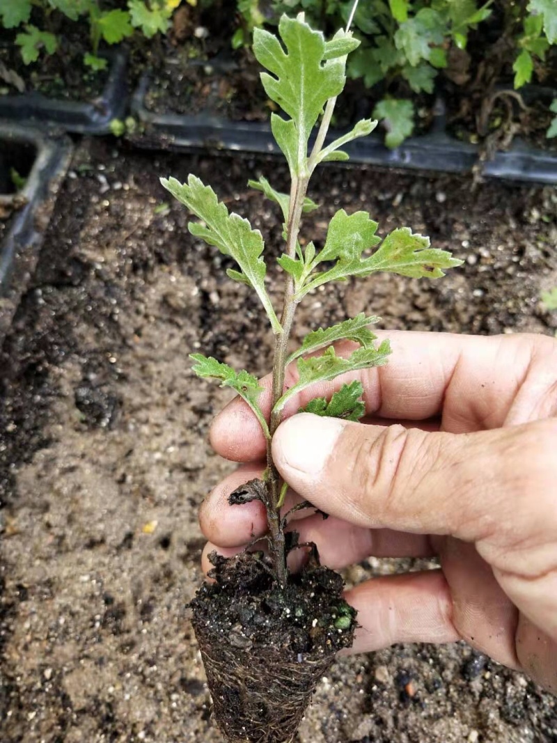 观赏菊苗茶菊苗乒乓球菊苗
