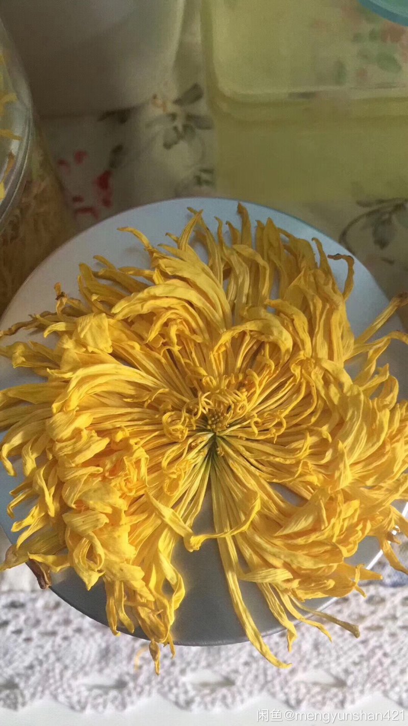 观赏菊苗茶菊苗乒乓球菊苗