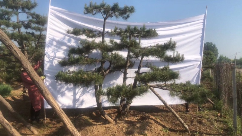 造型黑松，油松，赤松，迎客松