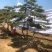 造型黑松，油松，赤松，迎客松