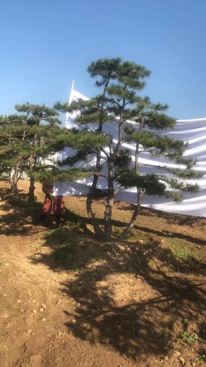 造型黑松，油松，赤松，迎客松