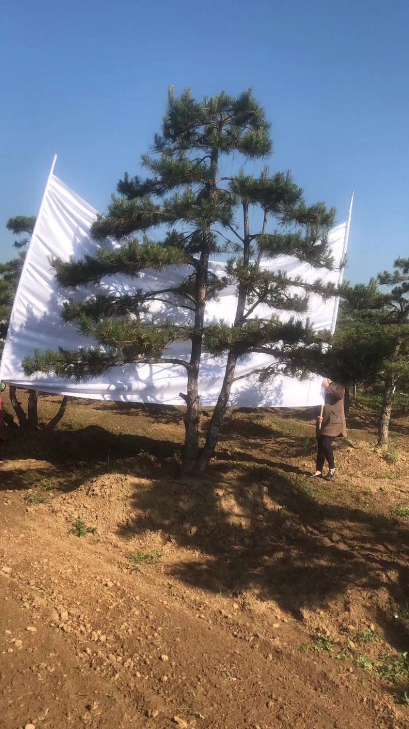造型黑松，油松，赤松，迎客松
