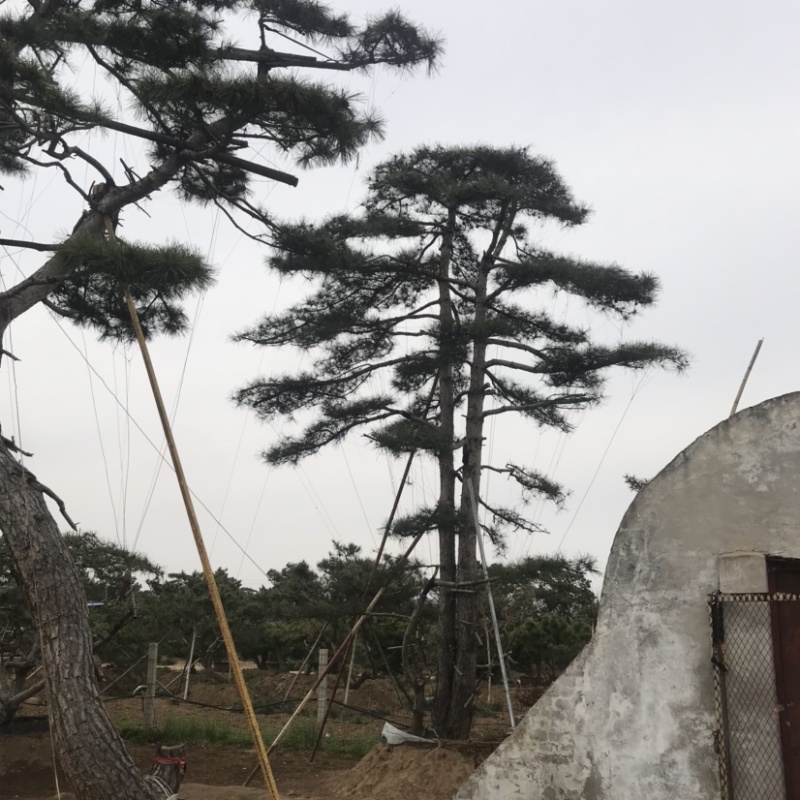 造型黑松，油松，赤松，迎客松