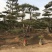 造型黑松，油松，赤松，迎客松