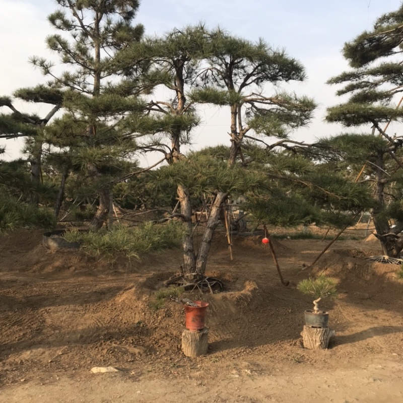 造型黑松，油松，赤松，迎客松