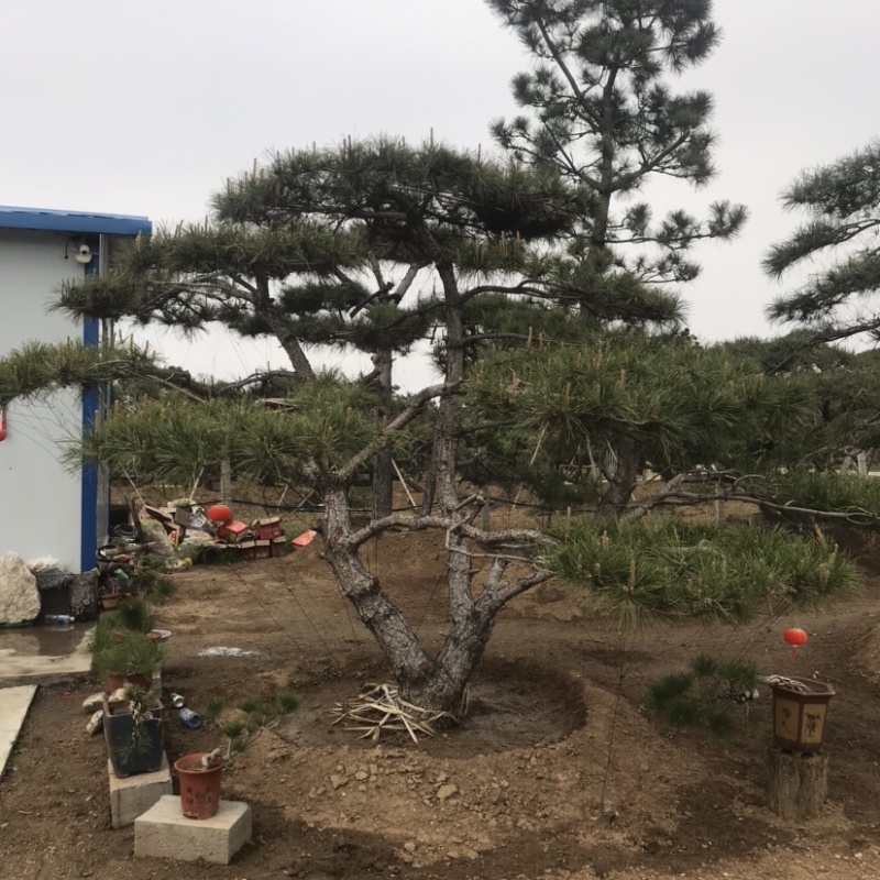 造型黑松，油松，赤松，迎客松