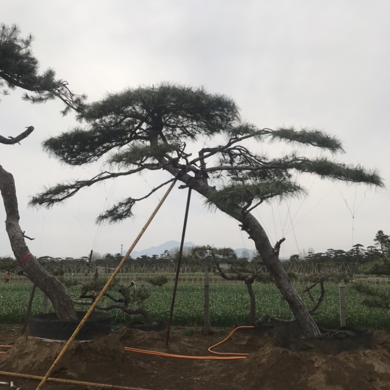造型黑松，油松，赤松，迎客松