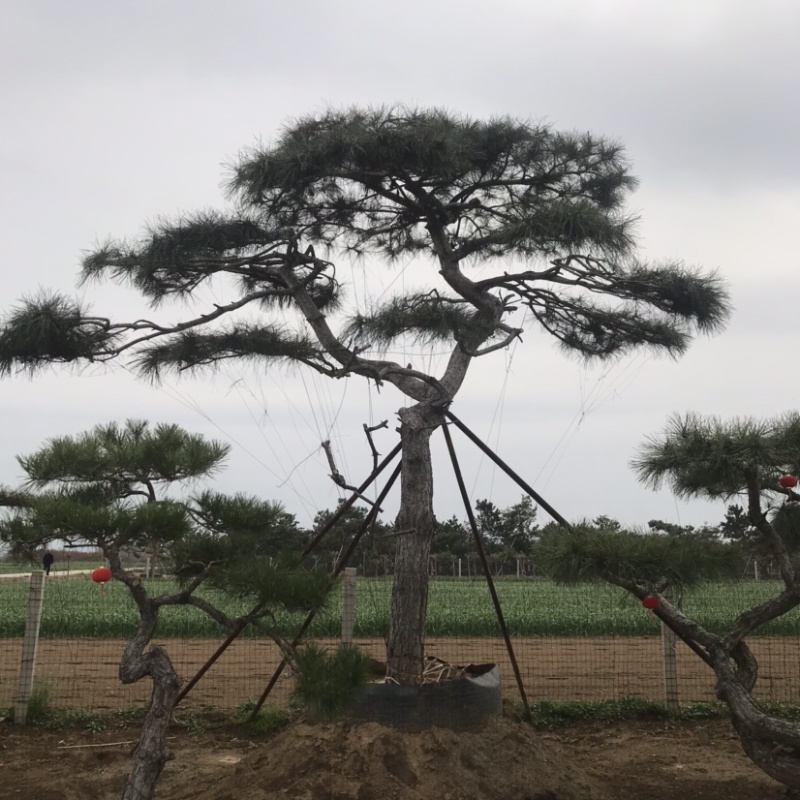 造型黑松，油松，赤松，迎客松