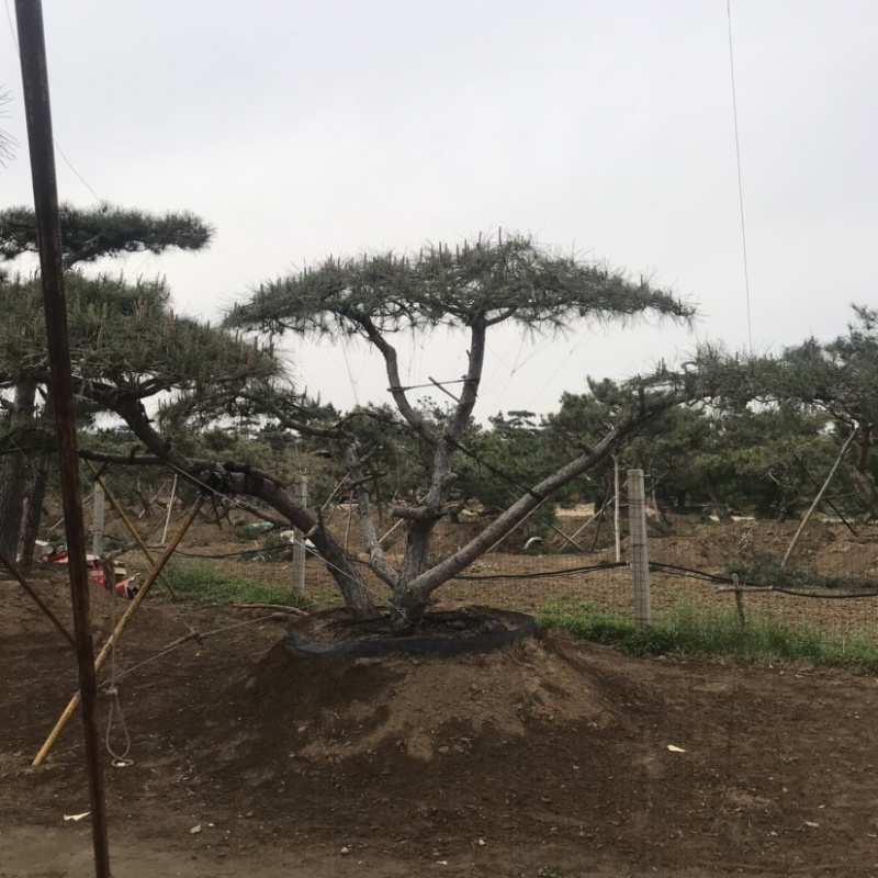 造型黑松，油松，赤松，迎客松