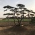 造型黑松，油松，赤松，迎客松