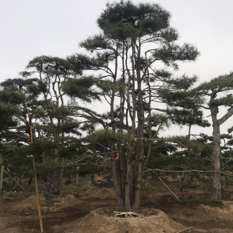 造型黑松，油松，赤松，迎客松
