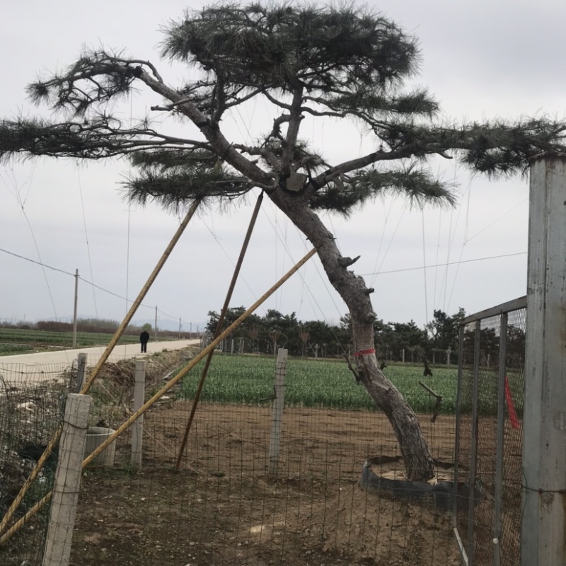 造型黑松，油松，赤松，迎客松