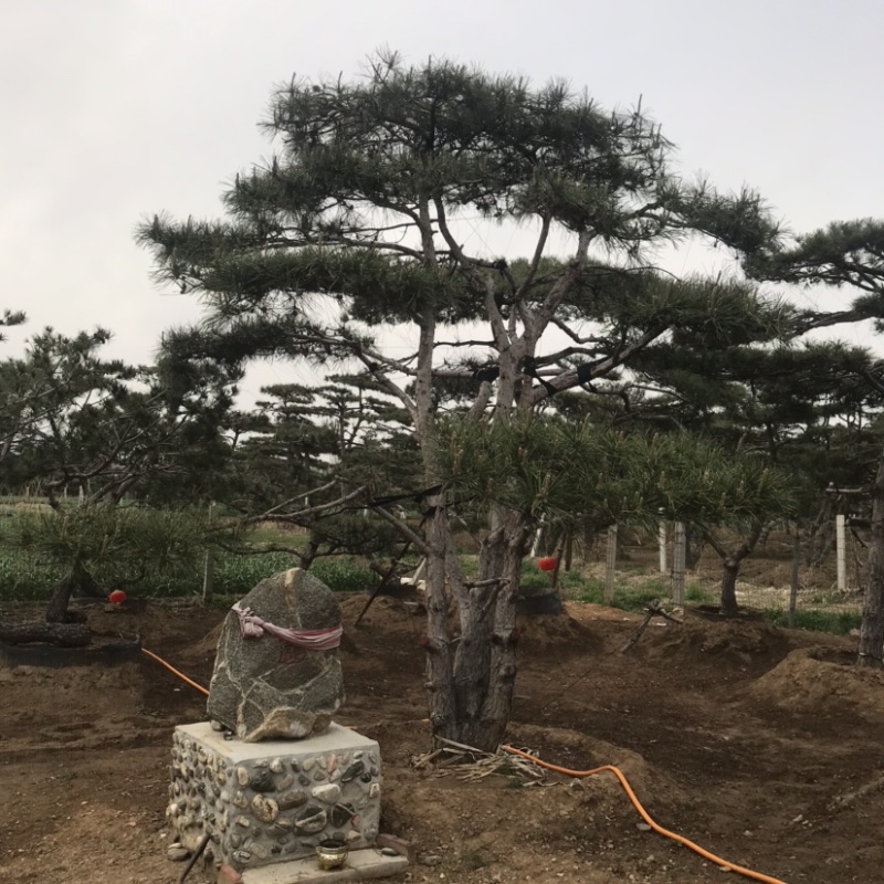造型黑松，油松，赤松，迎客松
