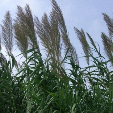 芦苇种子葭兼种籽牧草水生植物药材护堤园林绿化湖泊种植鱼虾