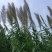 芦苇种子葭兼种籽牧草水生植物药材护堤园林绿化湖泊种植鱼虾