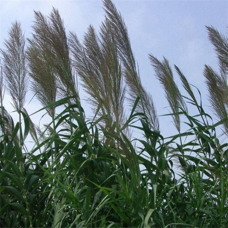 芦苇种子葭兼种籽牧草水生植物药材护堤园林绿化湖泊种植鱼虾