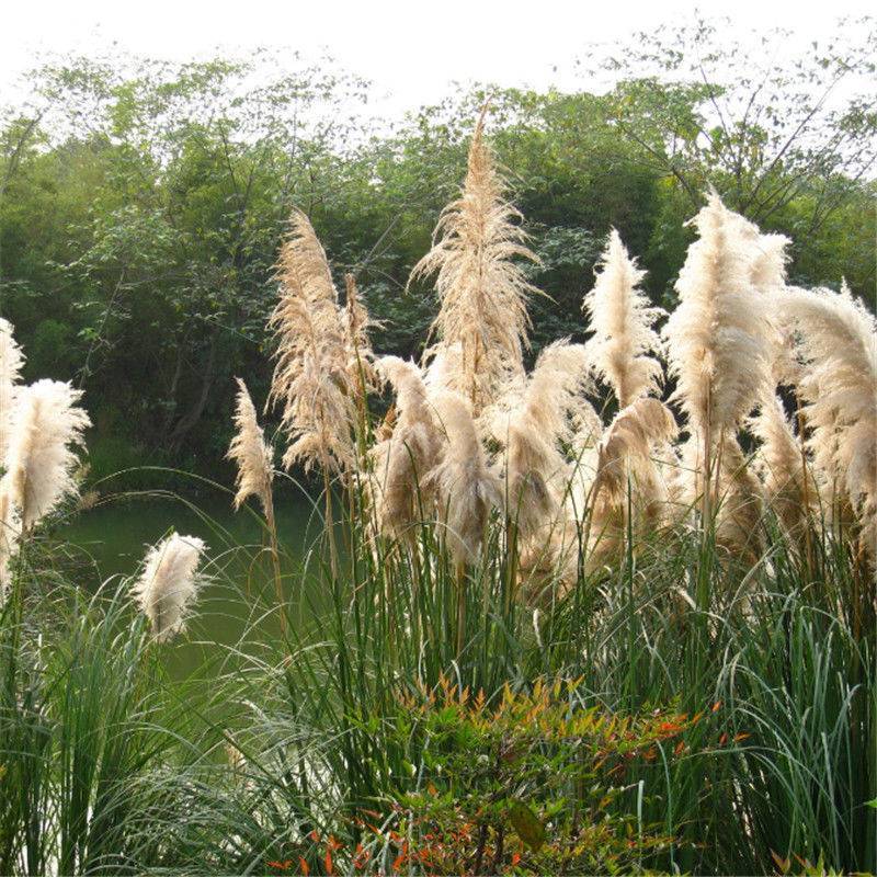 芦苇种子葭兼种籽牧草水生植物药材护堤园林绿化湖泊种植鱼虾