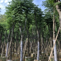 黄山栾树又名（国庆花）8-10-12-15分