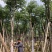 黄山栾树又名（国庆花）8-10-12-15分