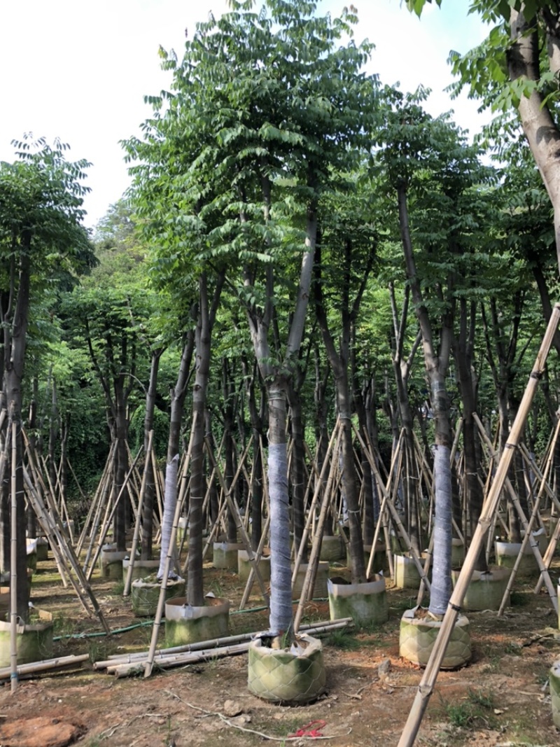 黄山栾树又名（国庆花）8-10-12-15分