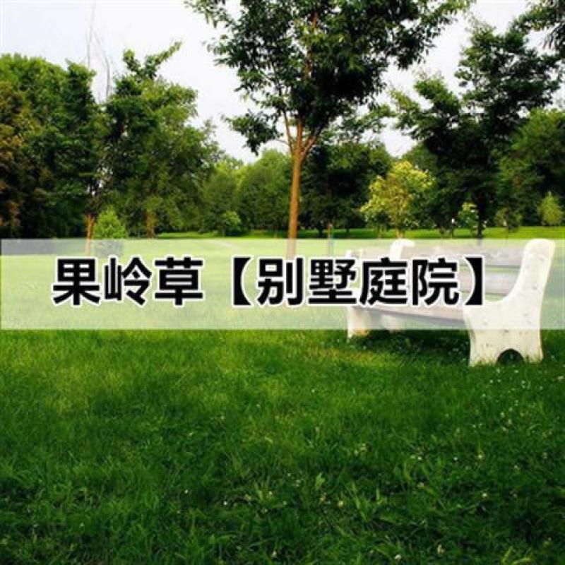 草坪草籽多年生免修剪黑麦草马尼拉四季常青护坡草皮种子庭院