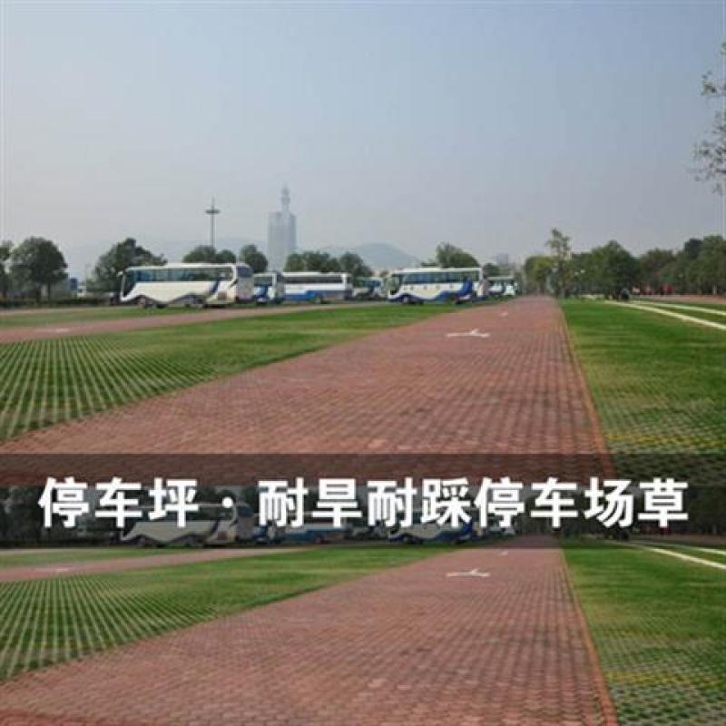 草坪草籽多年生免修剪黑麦草马尼拉四季常青护坡草皮种子庭院
