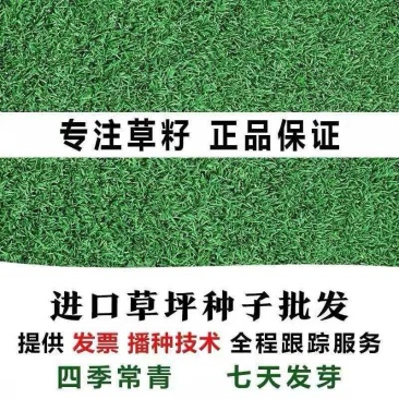 草坪草籽多年生免修剪黑麦草马尼拉四季常青护坡草皮种子庭院