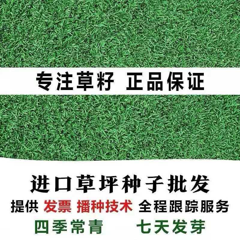 草坪草籽多年生免修剪黑麦草马尼拉四季常青护坡草皮种子庭院