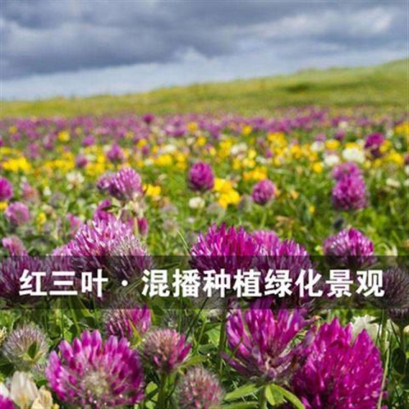 草坪草籽多年生免修剪黑麦草马尼拉四季常青护坡草皮种子庭院