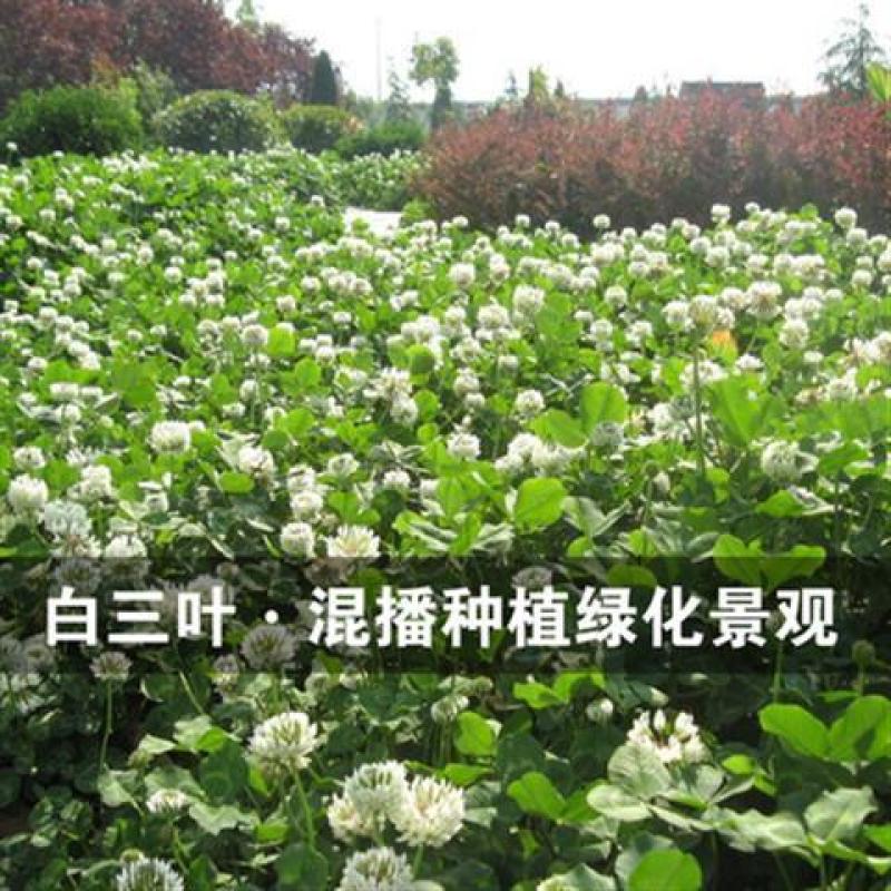 草坪草籽多年生免修剪黑麦草马尼拉四季常青护坡草皮种子庭院