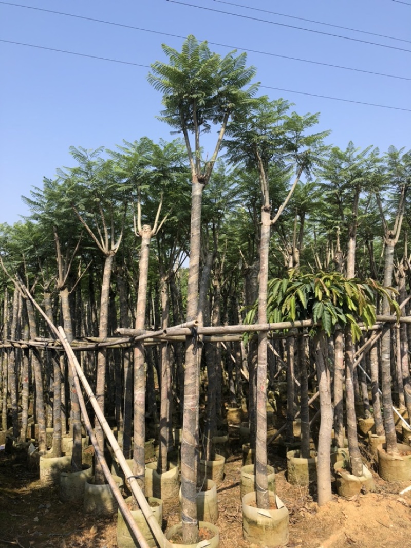 大量供应蓝花楹5-6-7-8-9-10-12分