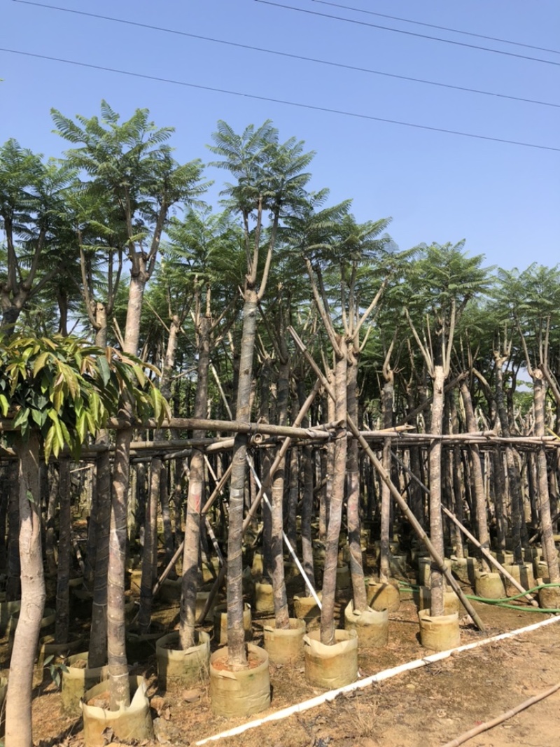 大量供应蓝花楹5-6-7-8-9-10-12分