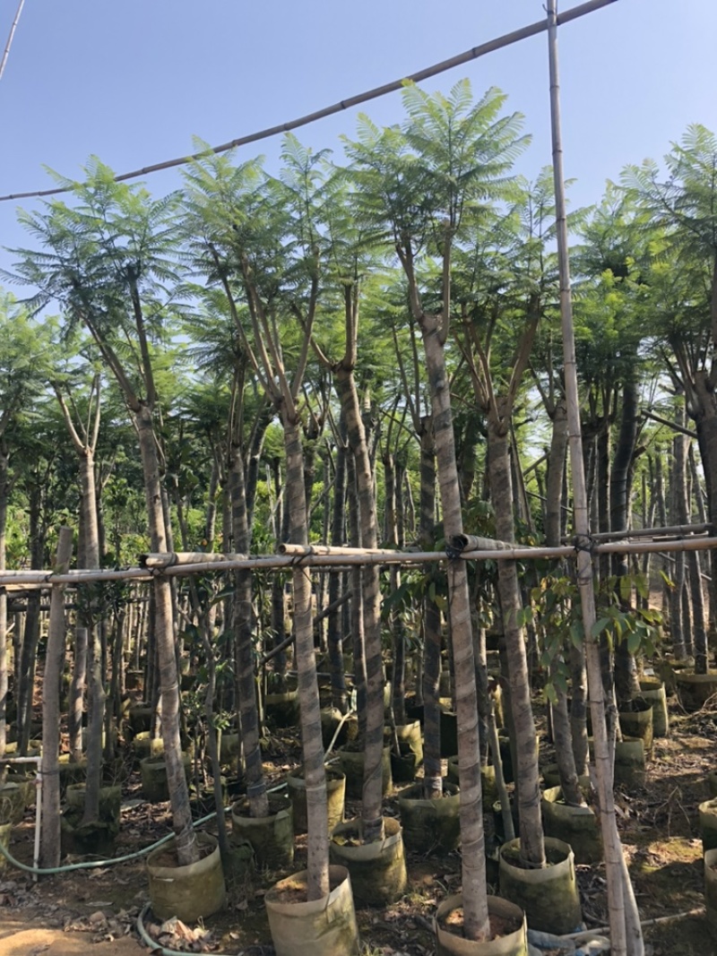 大量供应蓝花楹5-6-7-8-9-10-12分