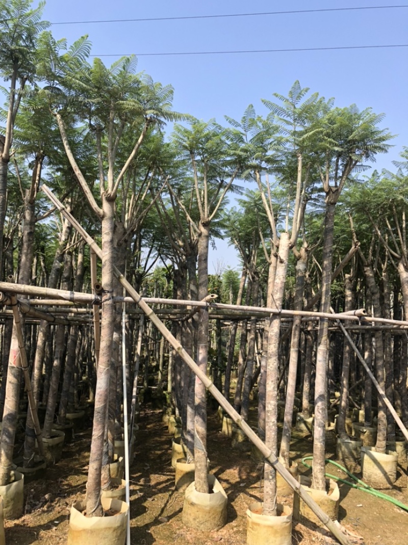 大量供应蓝花楹5-6-7-8-9-10-12分