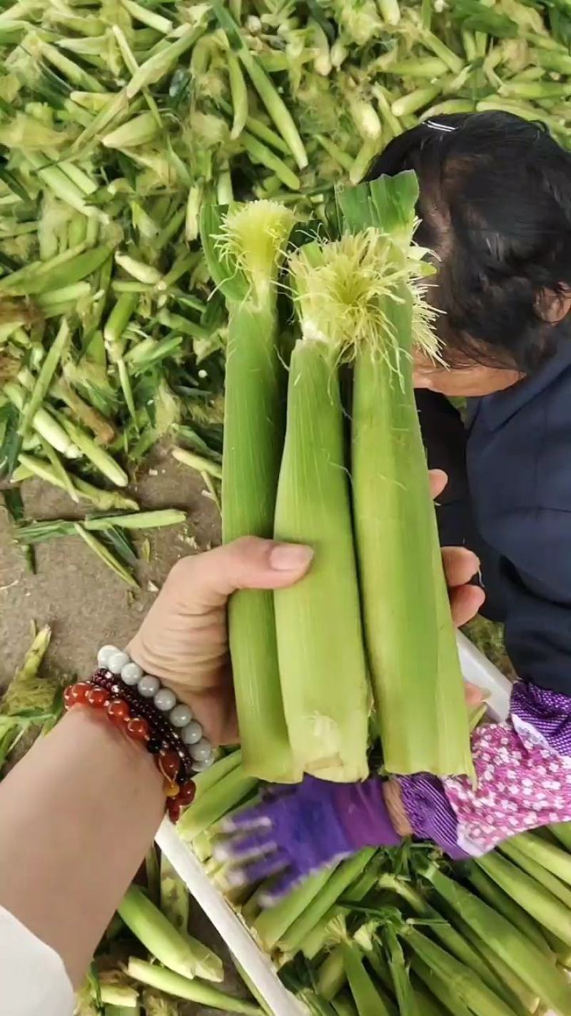 长期供应无农药新鲜带皮玉米笋带皮带须5斤装9斤装包邮