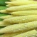 长期供应无农药新鲜带皮玉米笋带皮带须5斤装9斤装包邮