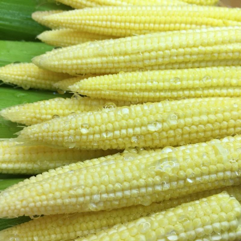 长期供应无农药新鲜带皮玉米笋带皮带须5斤装9斤装包邮