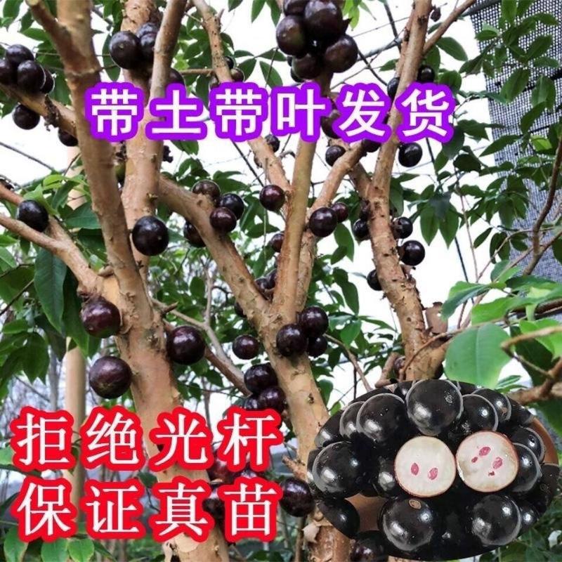 嘉宝果树苗台湾树葡萄四季结果南北方种植当年早生嘉宝果树葡
