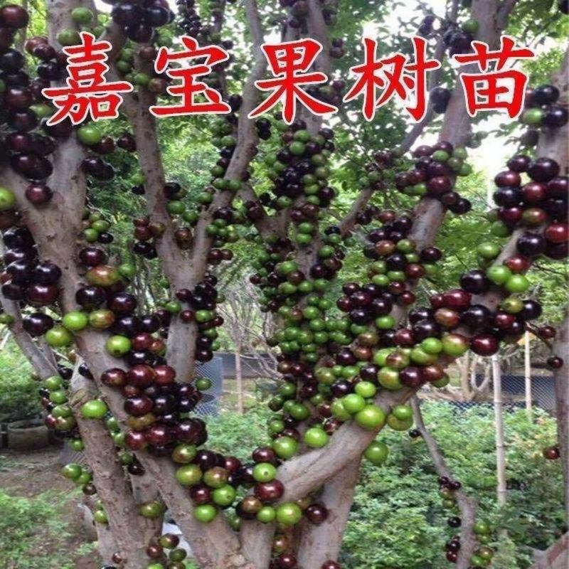 嘉宝果树苗台湾树葡萄四季结果南北方种植当年早生嘉宝果树葡