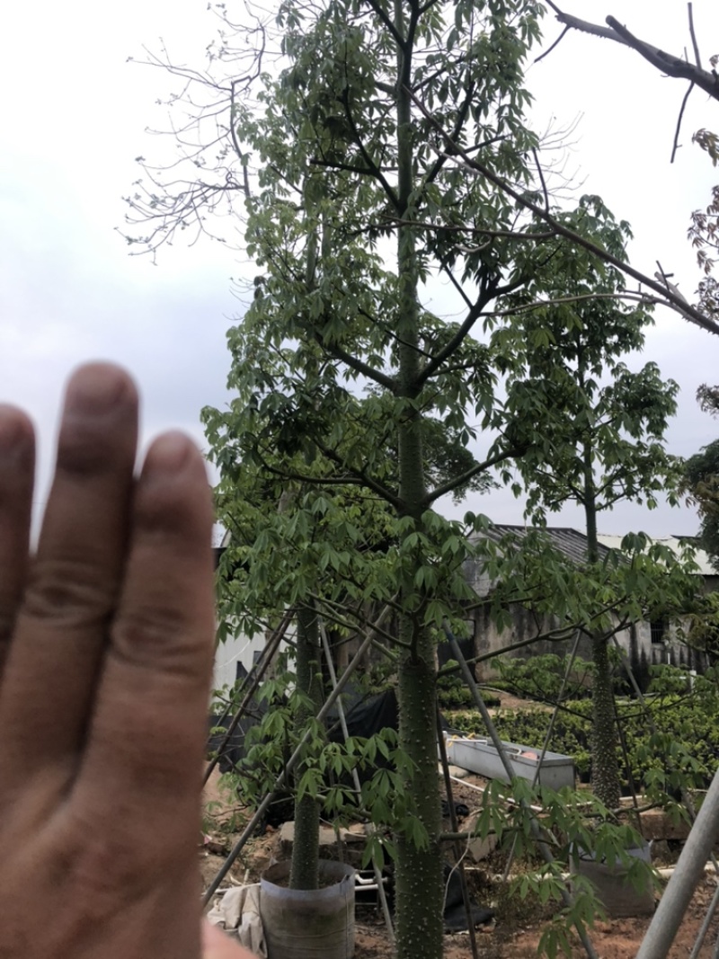 大量供应美丽异木棉10-12-15-18-20分