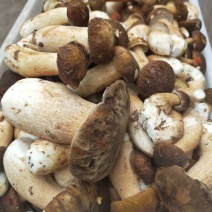野生菌